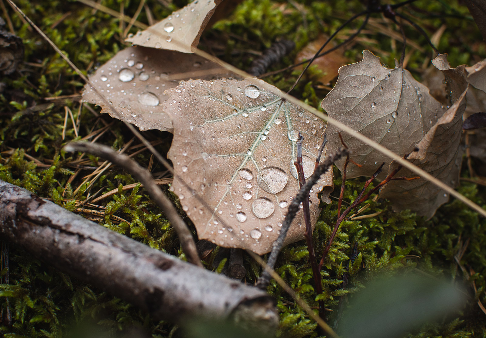 Water droplets on leaf