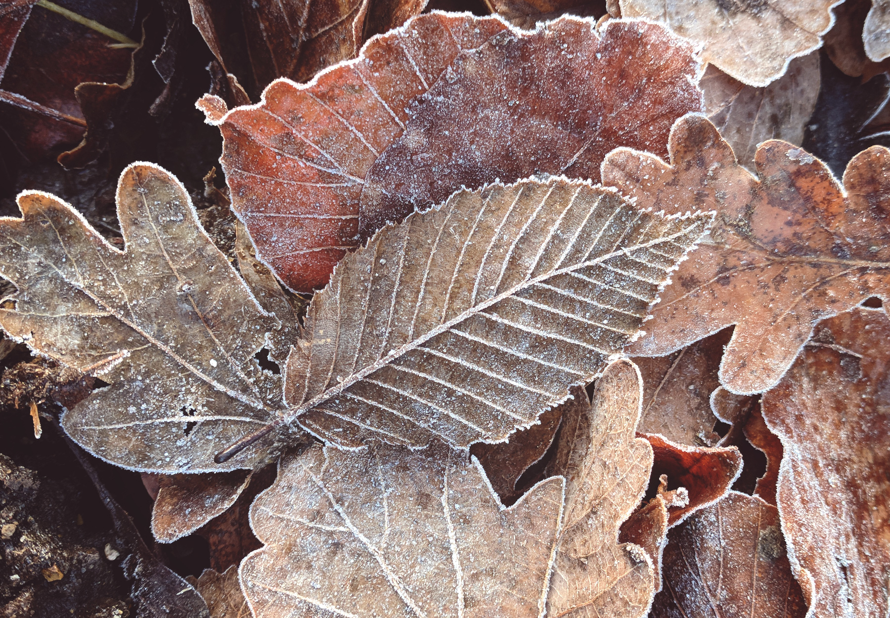 Frost on brown leaves