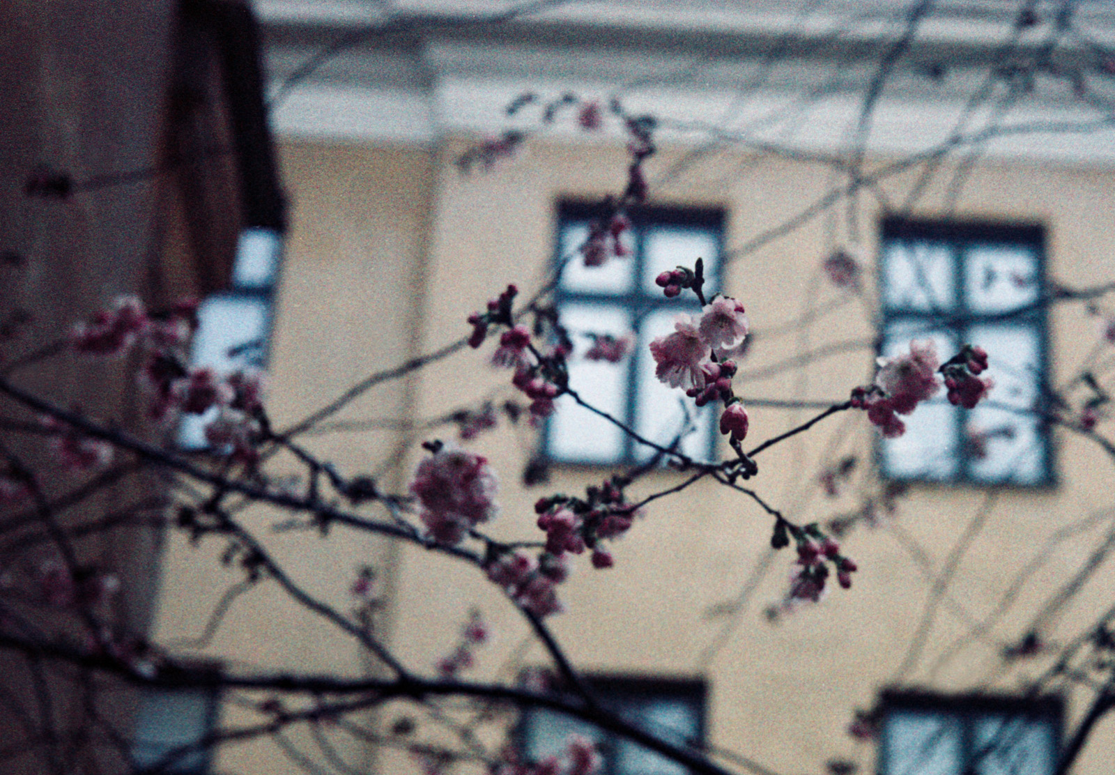 Blossom on trees