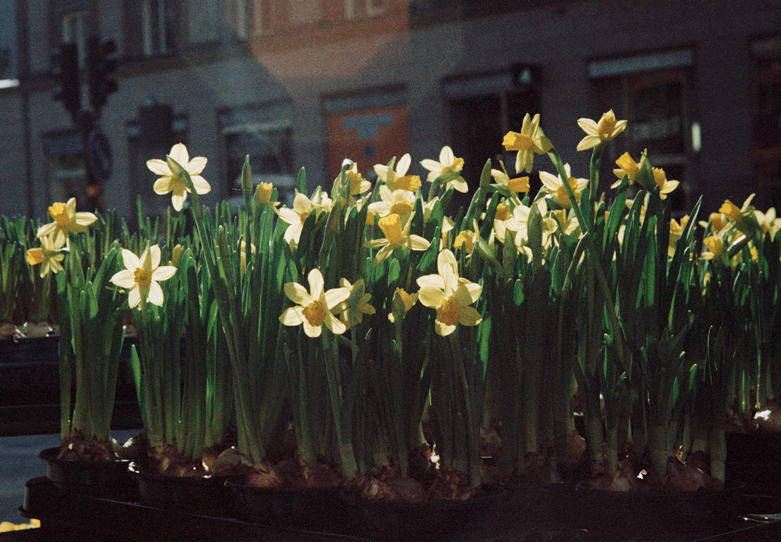 Daffodils in the sun