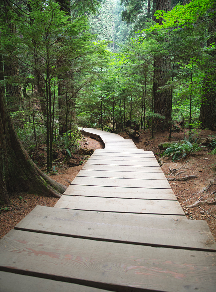 Wooden forest path