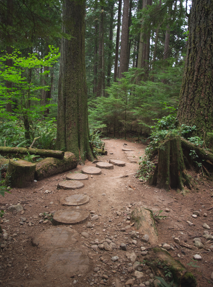 Log steps in forest