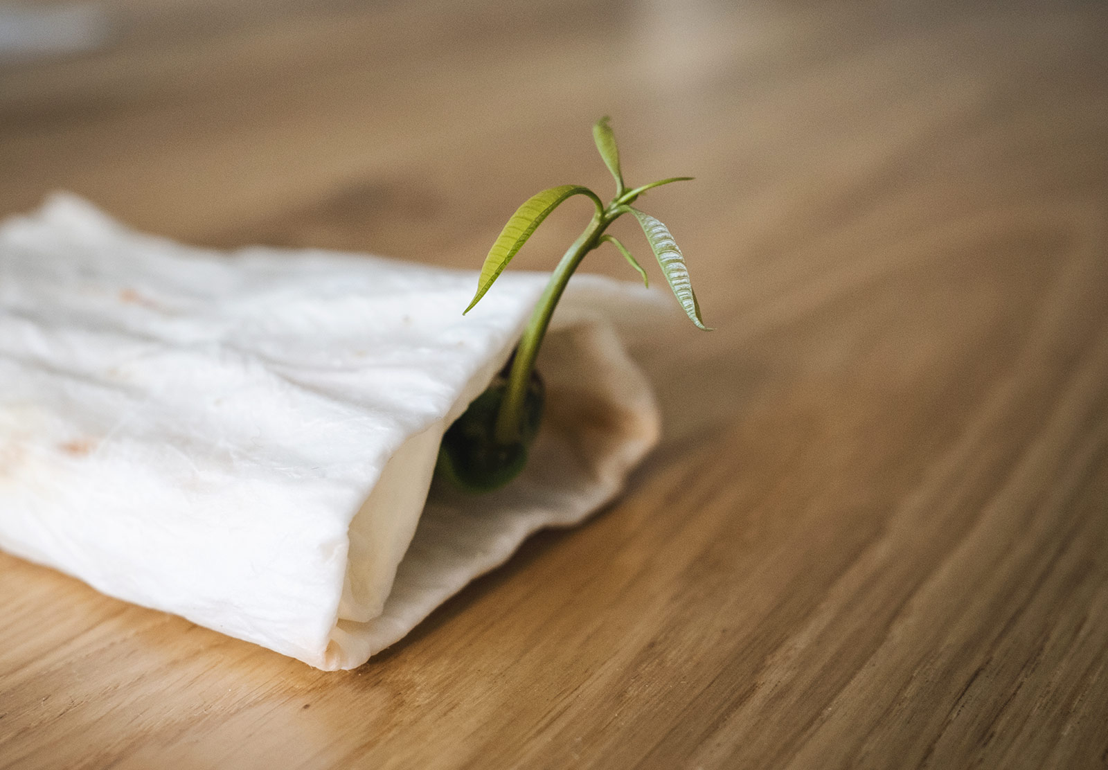 Seed wrapped in paper