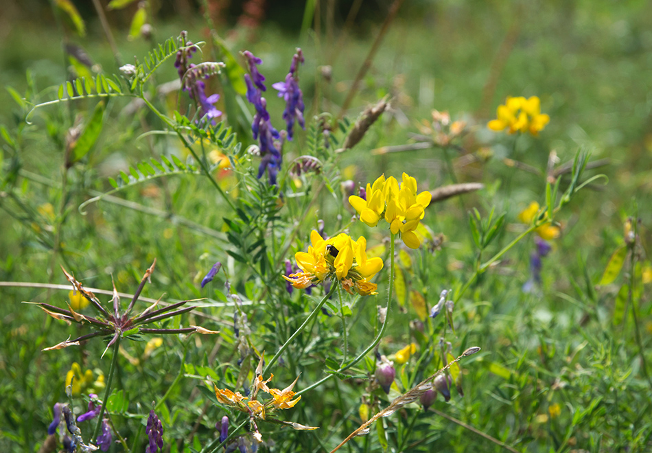 Yellow and purple wild flowers