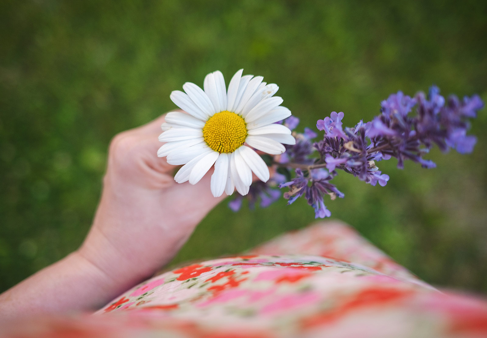 Hand holding large daisy