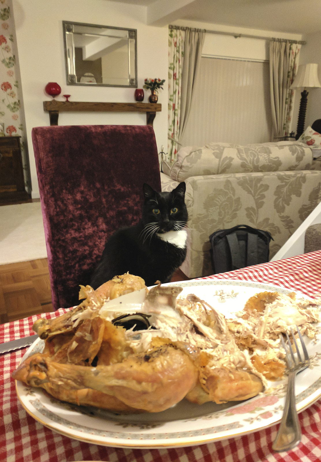 Cat looking at chicken