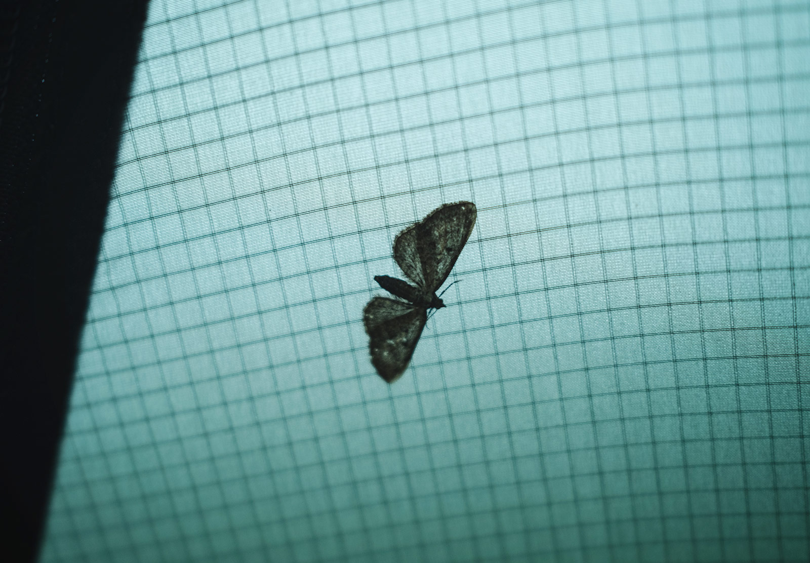 Closeup of a moth