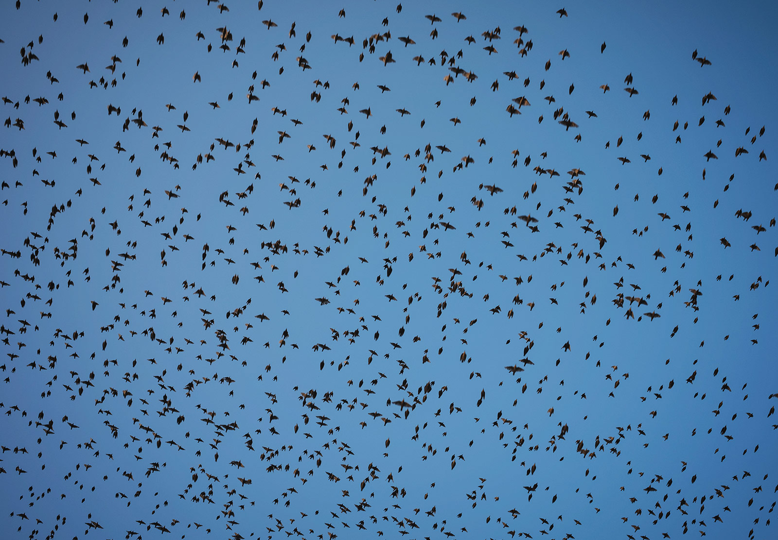 Birds in the sky