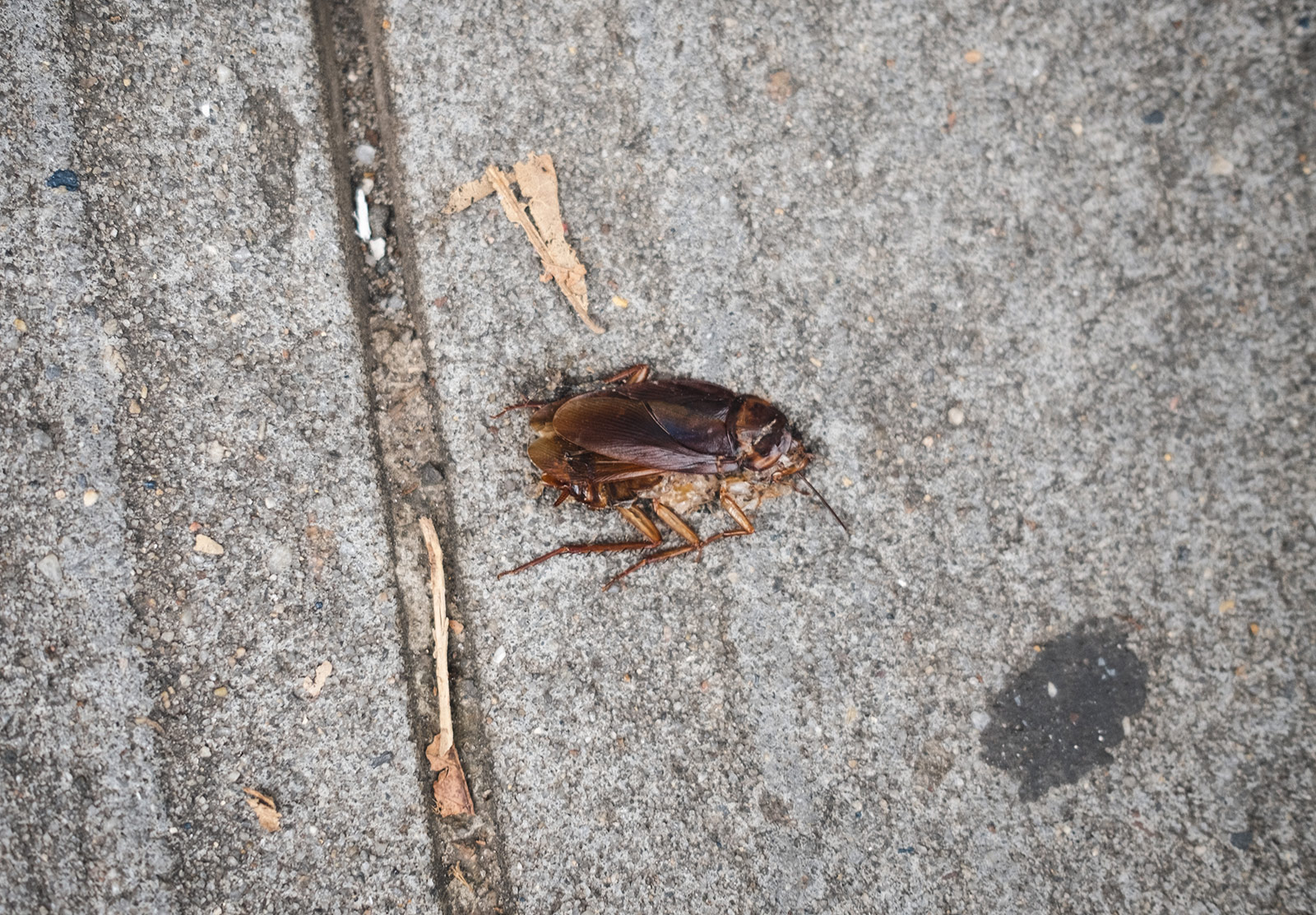 Squashed cockroach