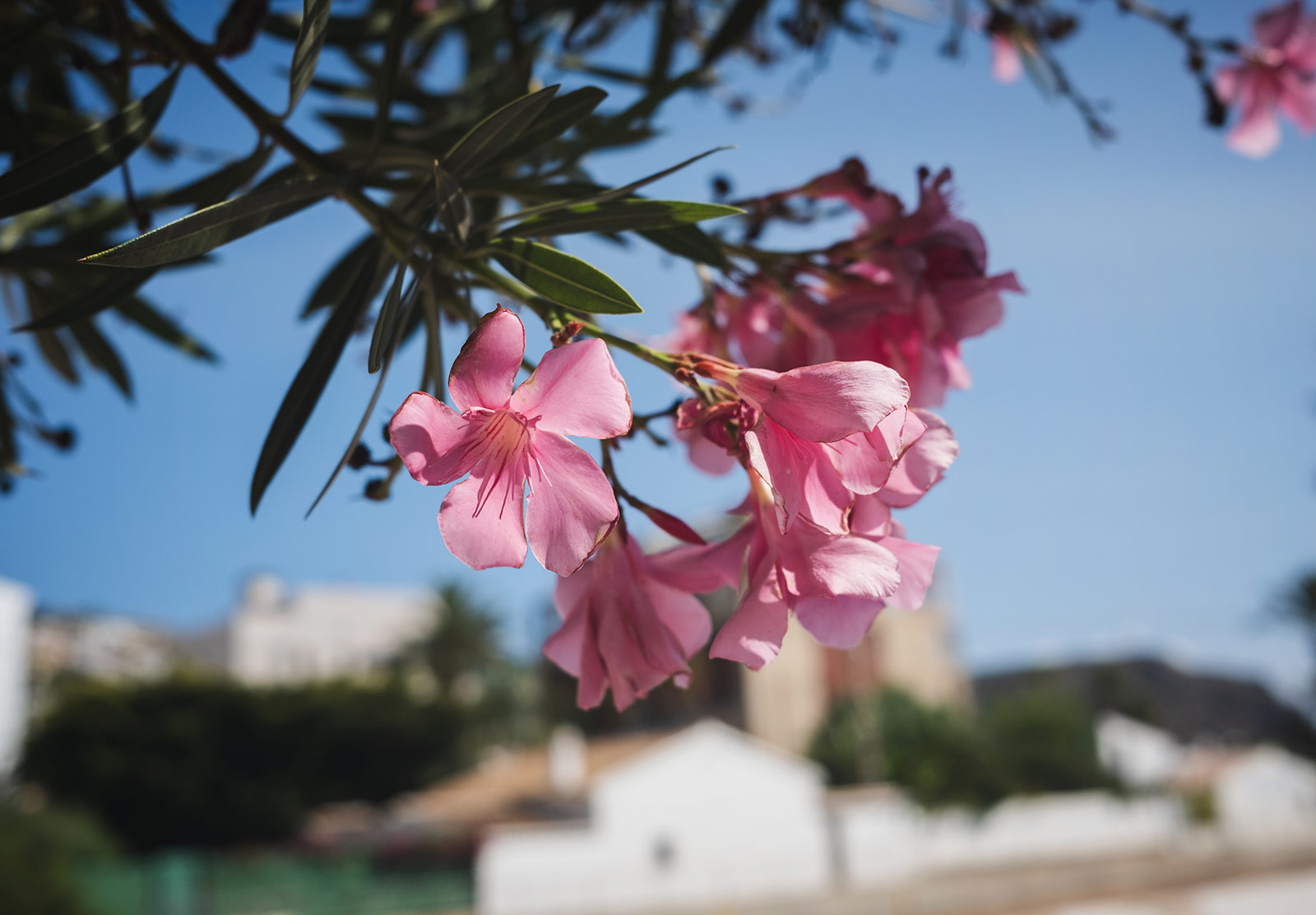 Pink flowers growing on a tree