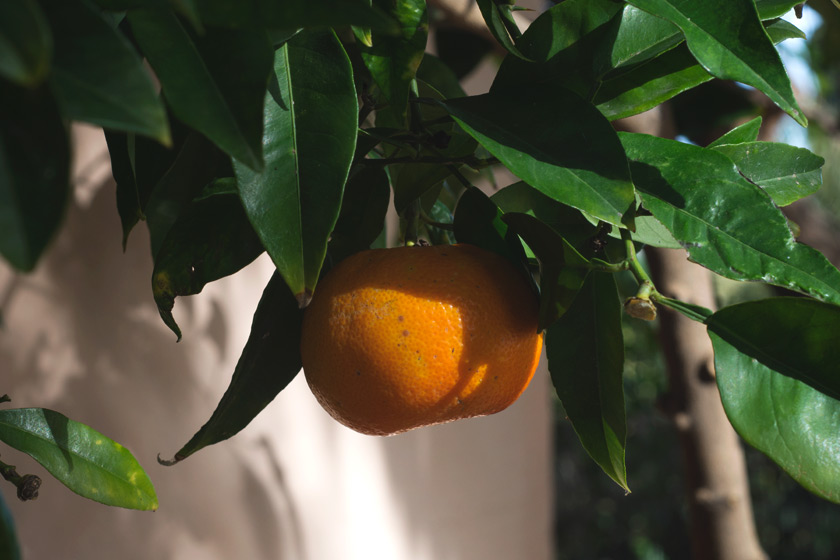 Single orange on tree