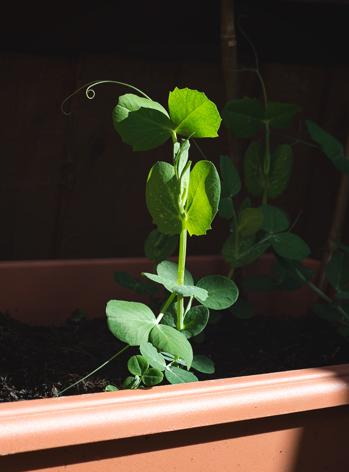 Young pea shoot
