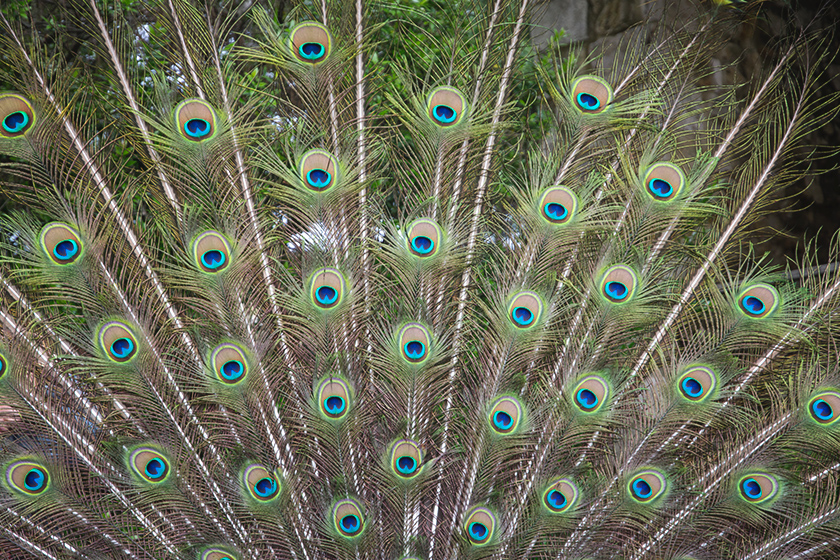 Spray of peacock feathers