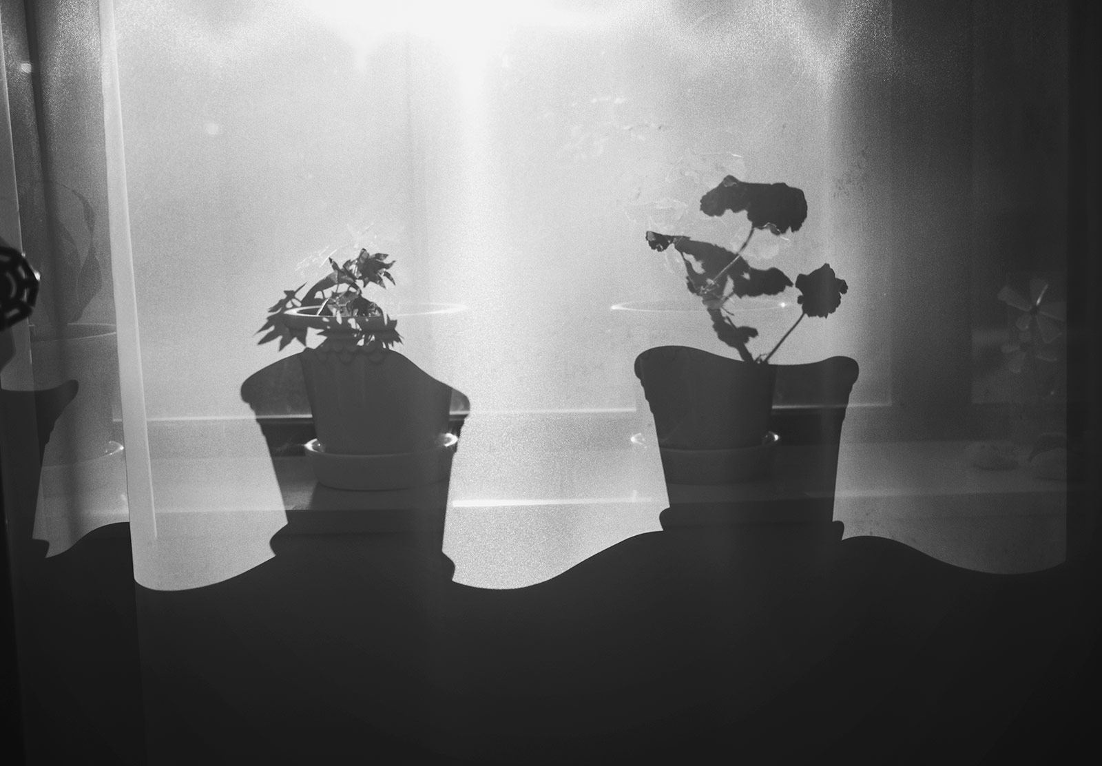 Plant silhouettes