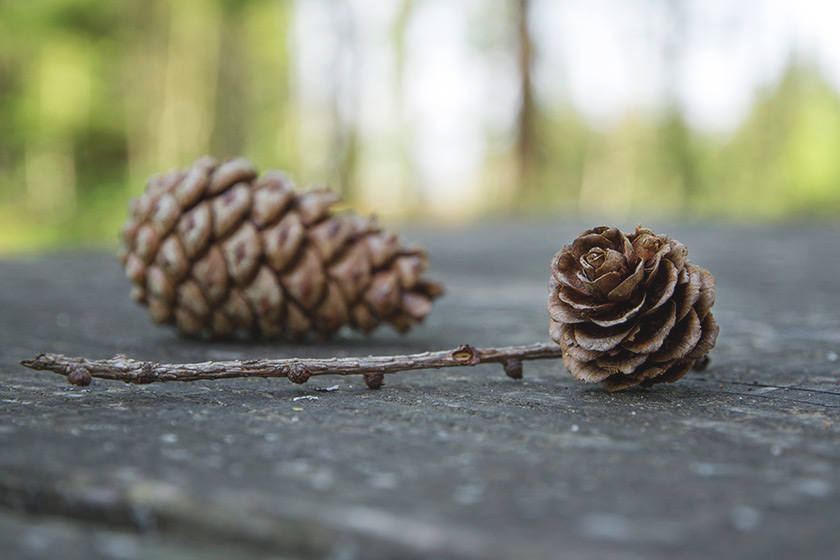 Pinecone on bench