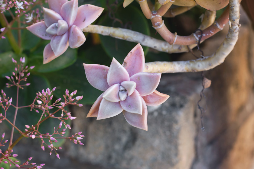 Pink succulent leaves