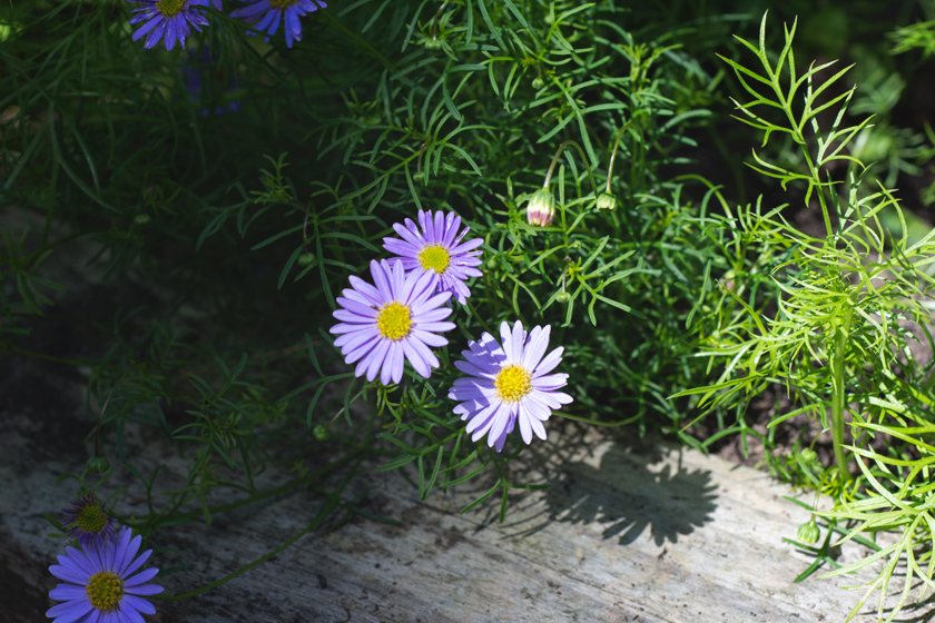 Purple flowers in the sunshine