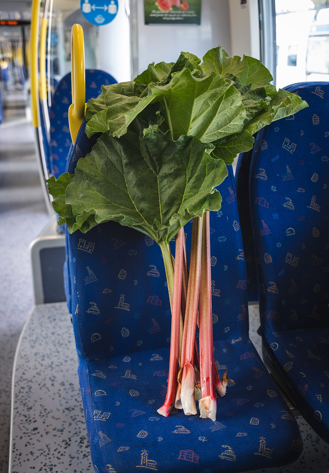 Rhubarb on train seat