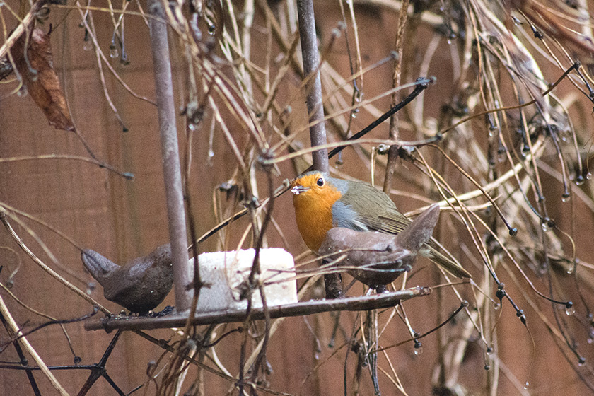 Feeding robin