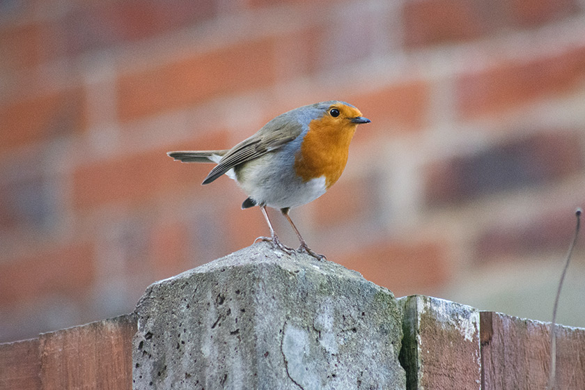 Robin standing on fence post