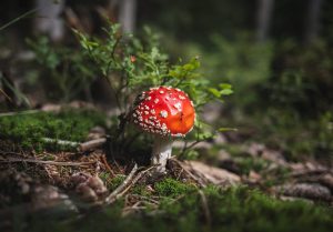 Small domed mushroom with spots