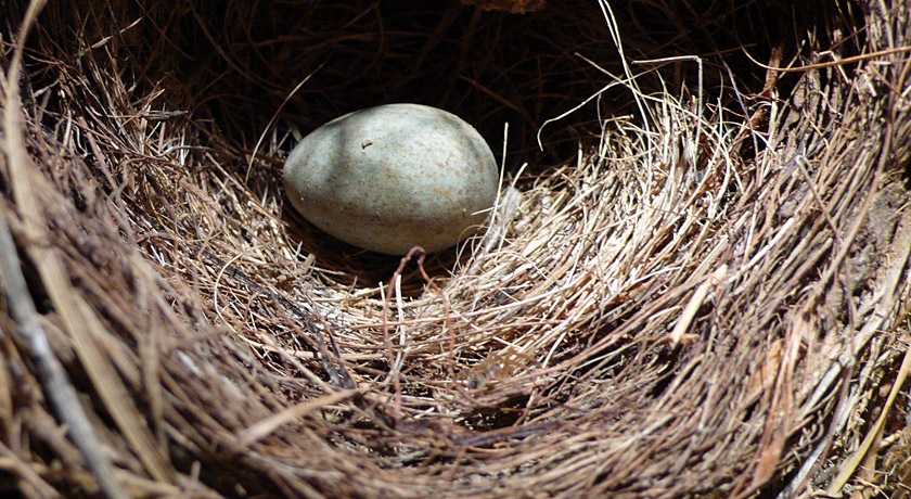 Straw nest with green egg in the centre