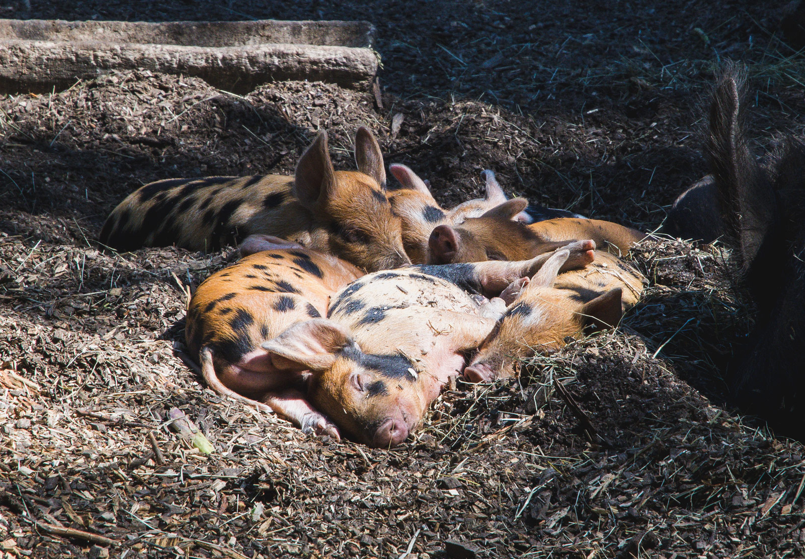 Pigs laying in the sun