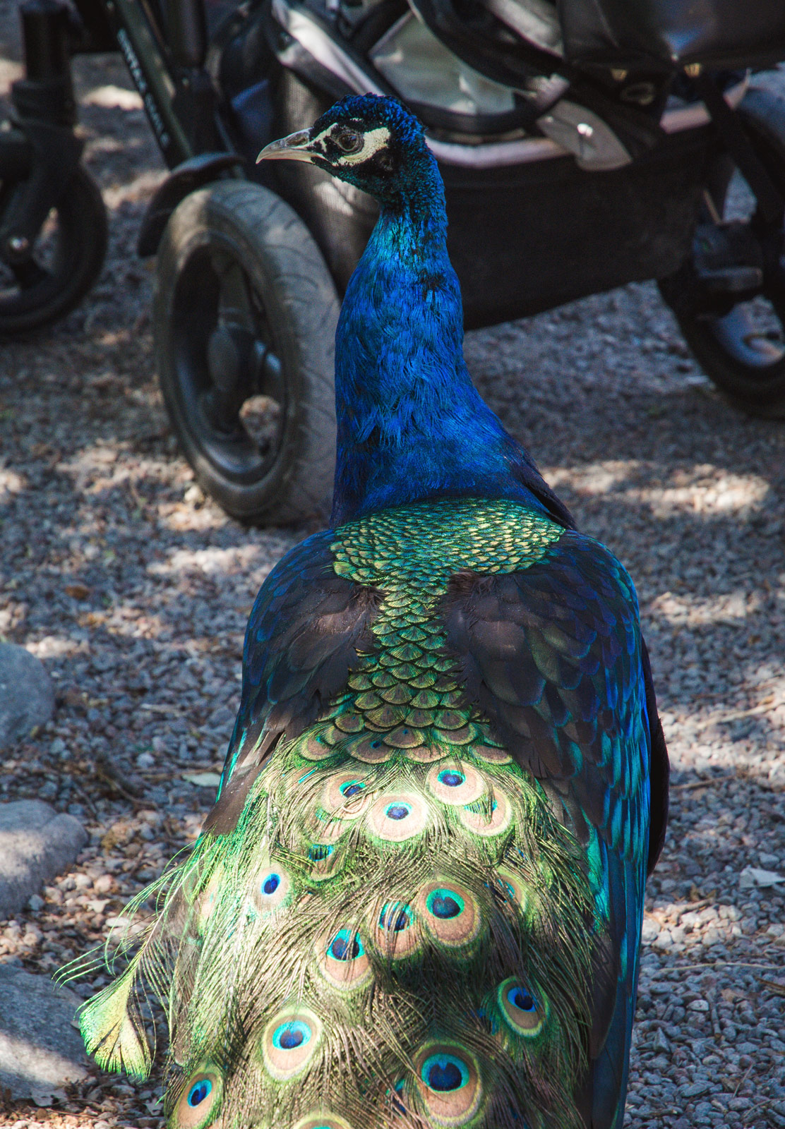 Peacock head and feathers