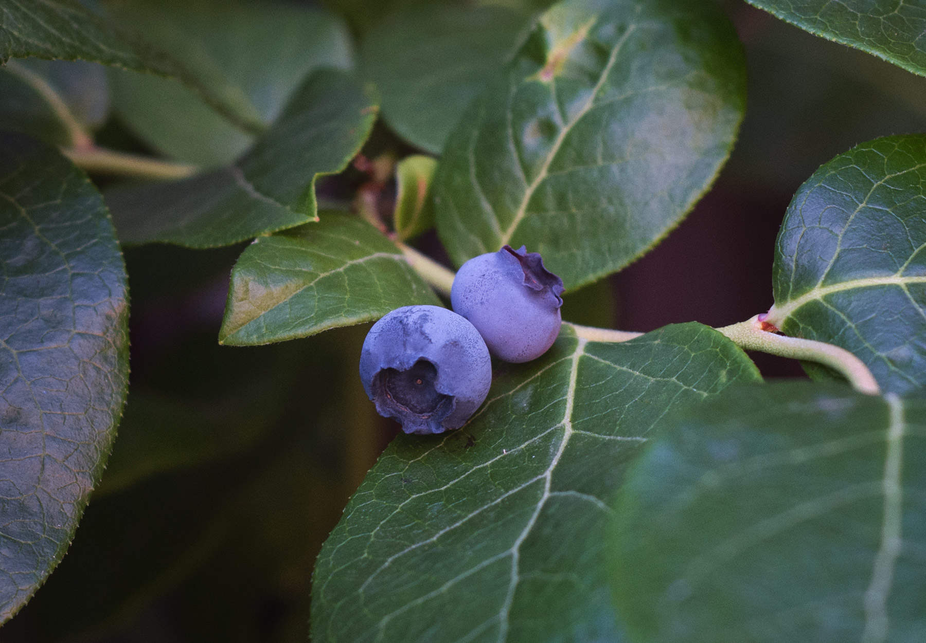 Pair of blueberries