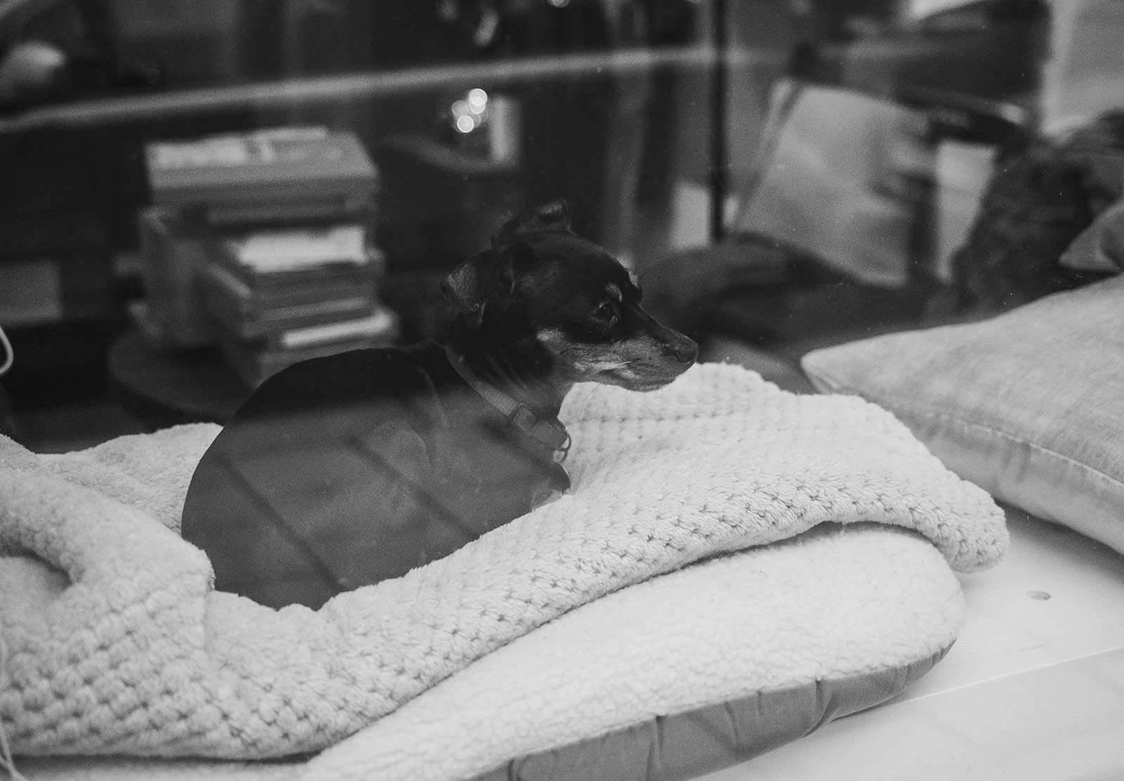 Small dog sat in shop window
