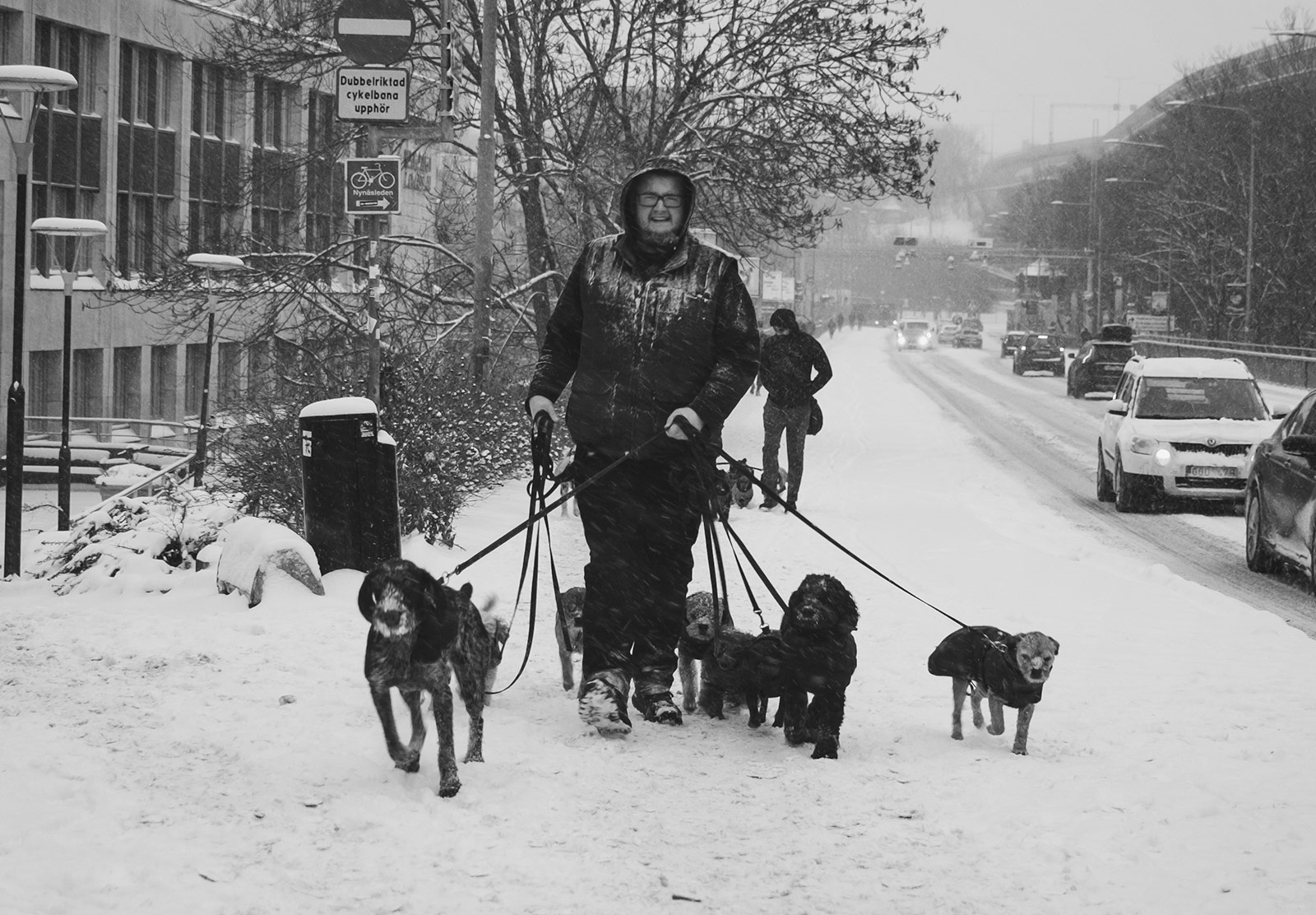 Person walking a group of dogs in the snow