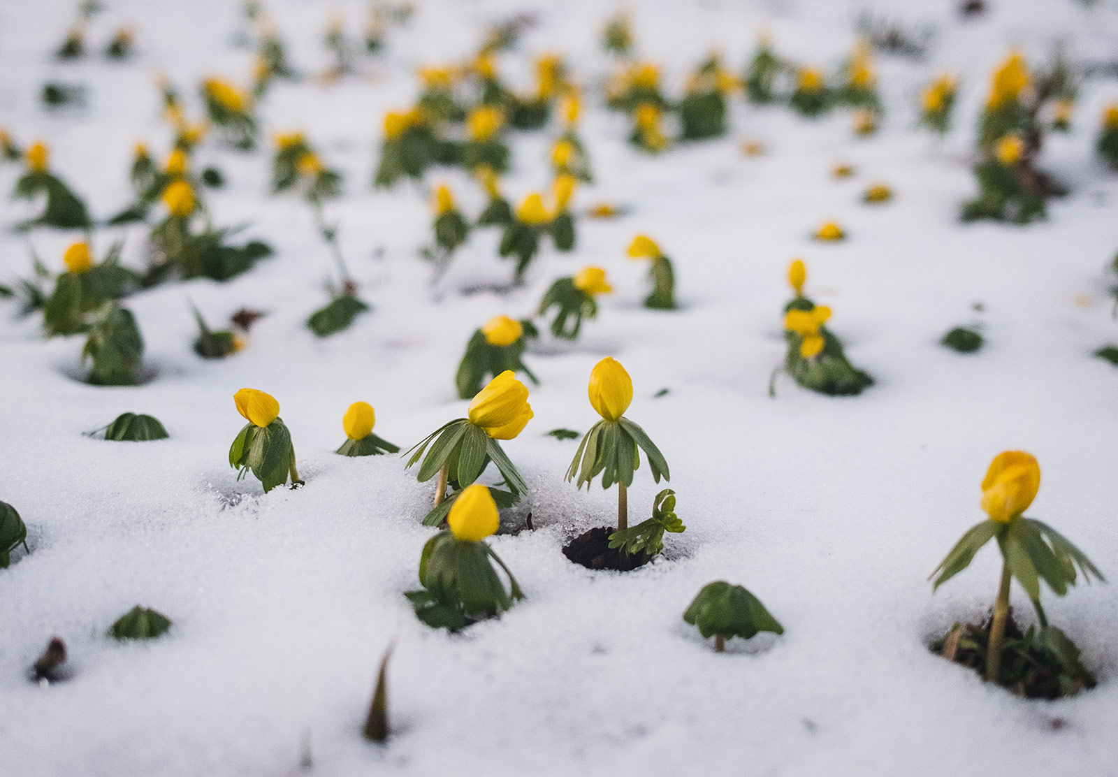 Flowers poking through snow on the ground