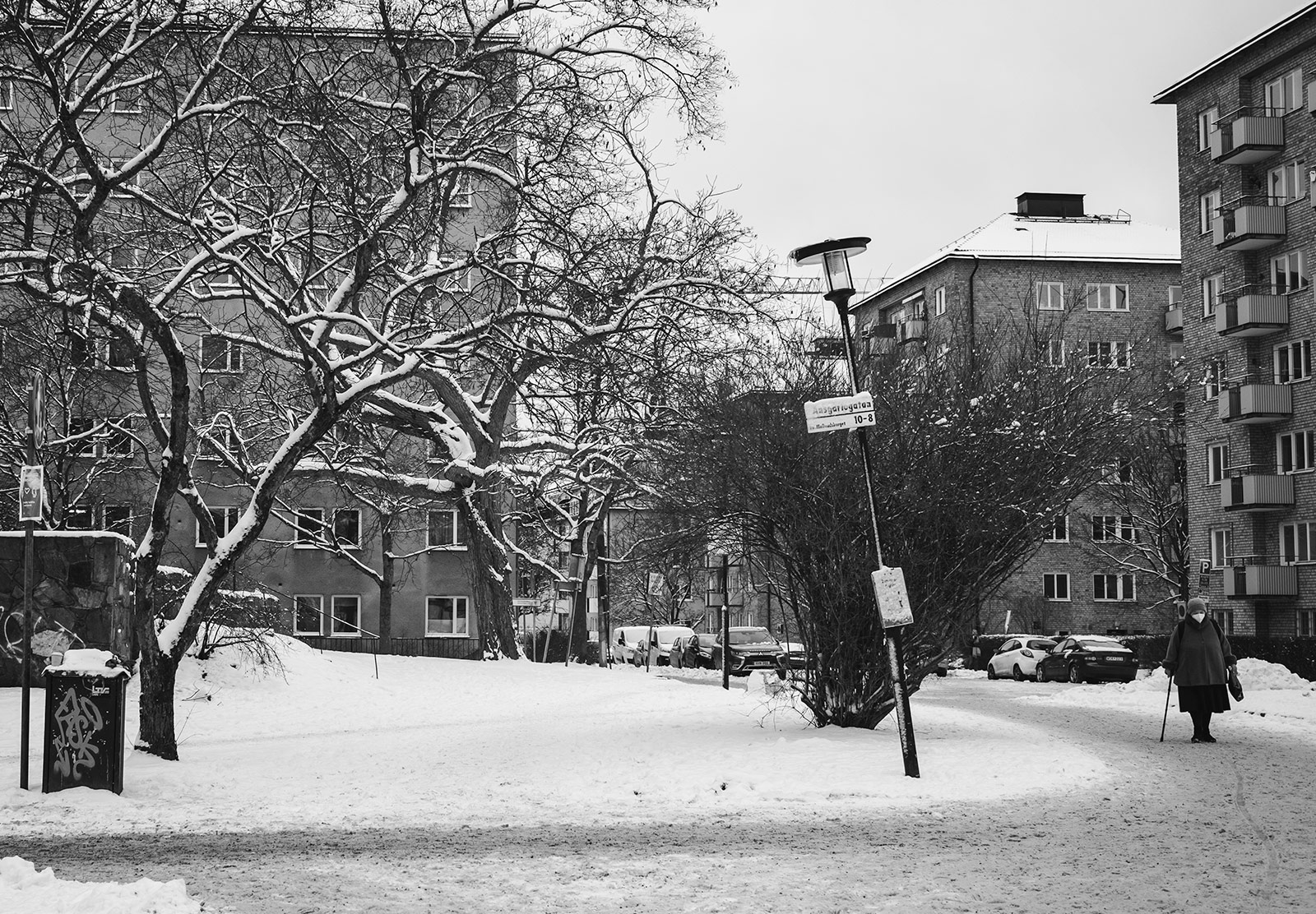 Snow on city trees