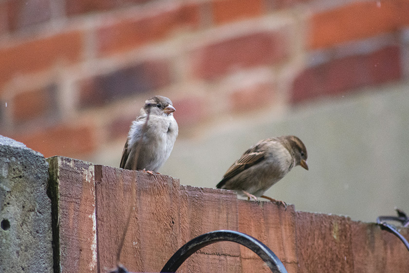 Pair of house sparrows