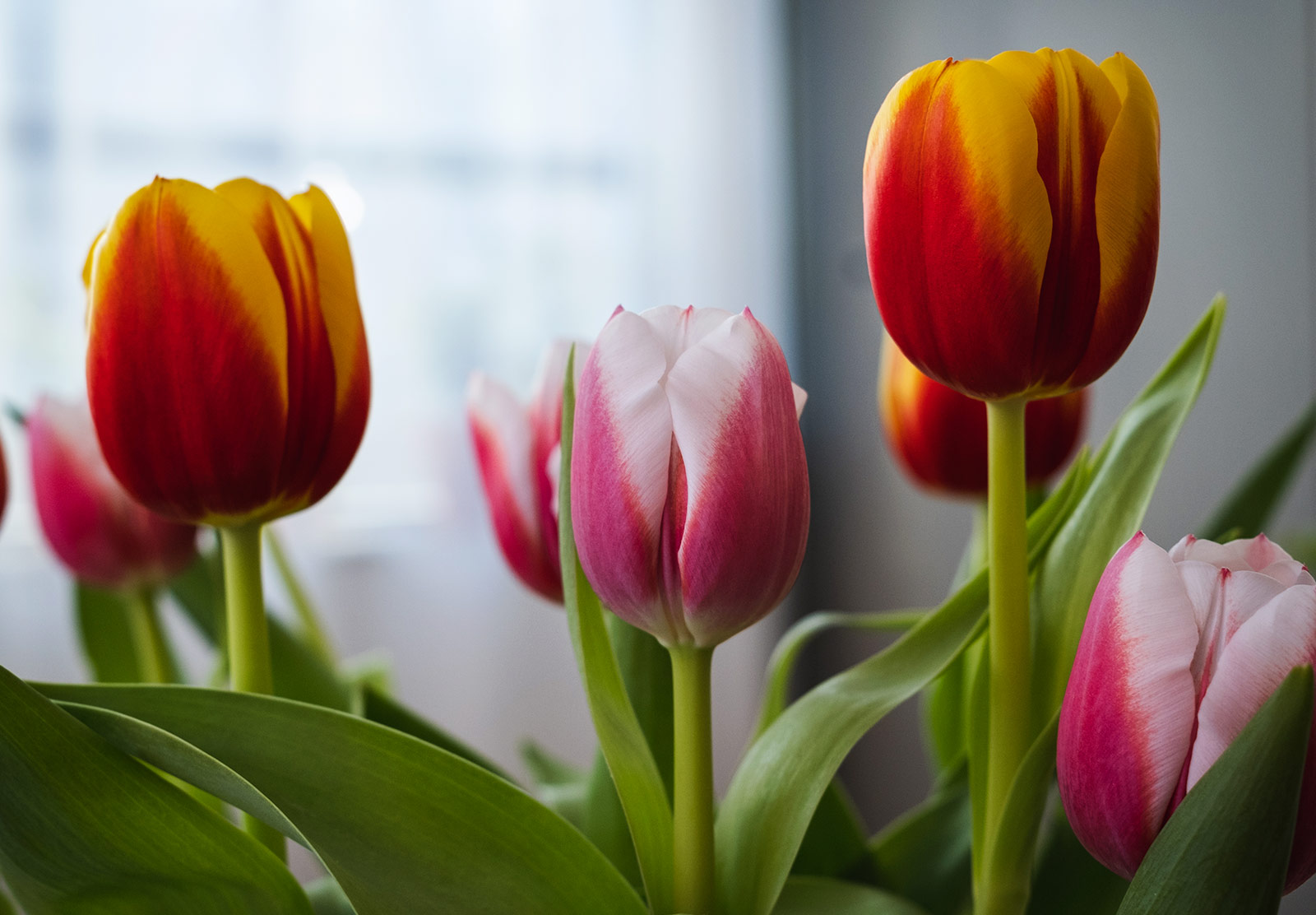 Red, yellow and pink tulips