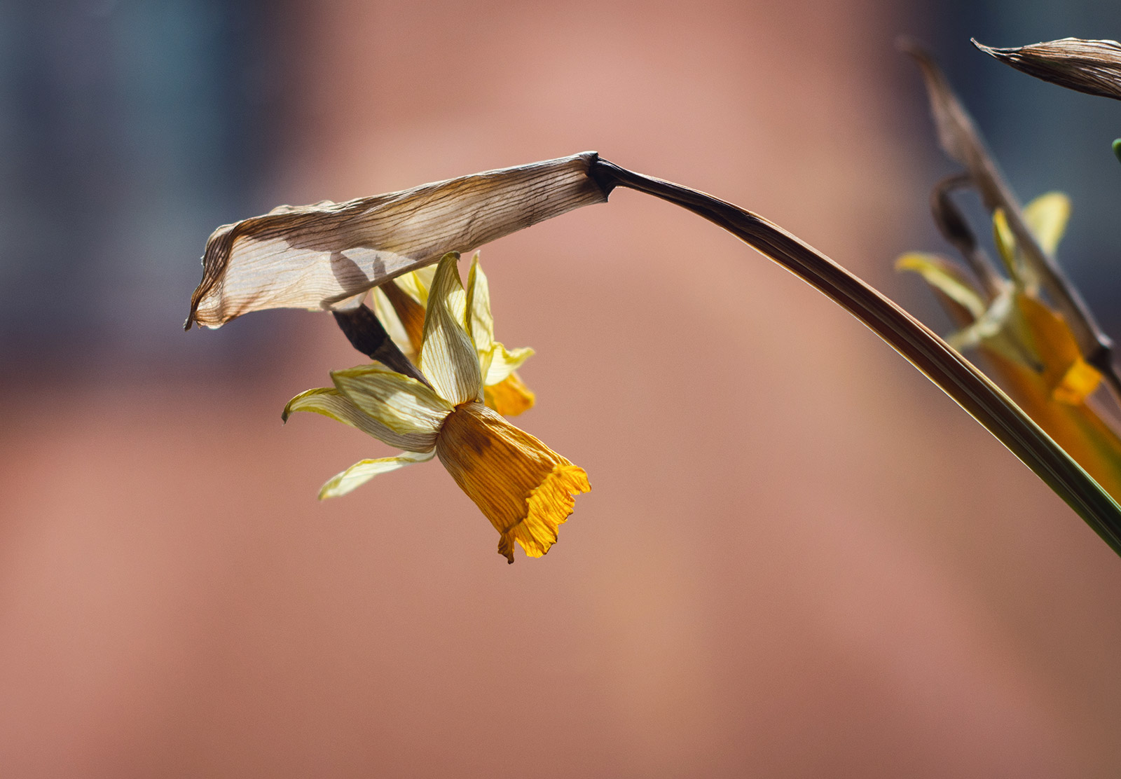 Dried daffodil