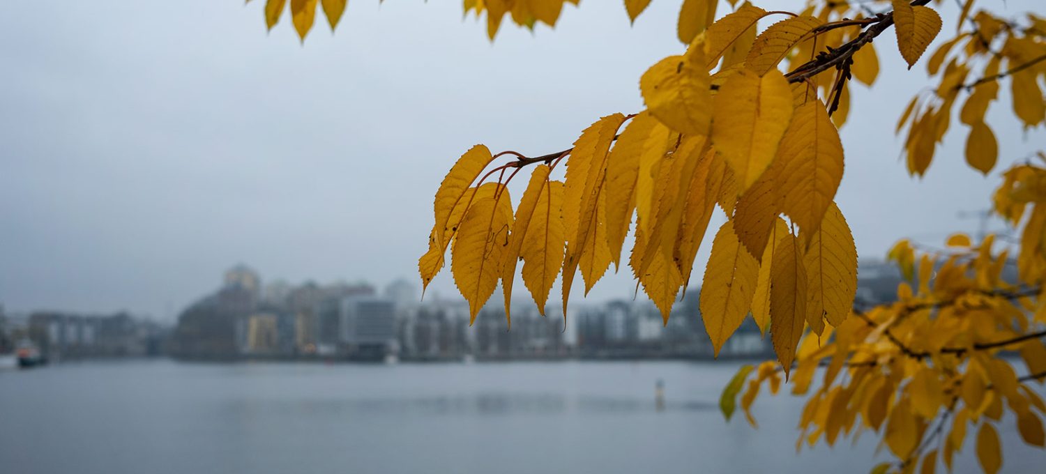 Yellow leaves against grey skies