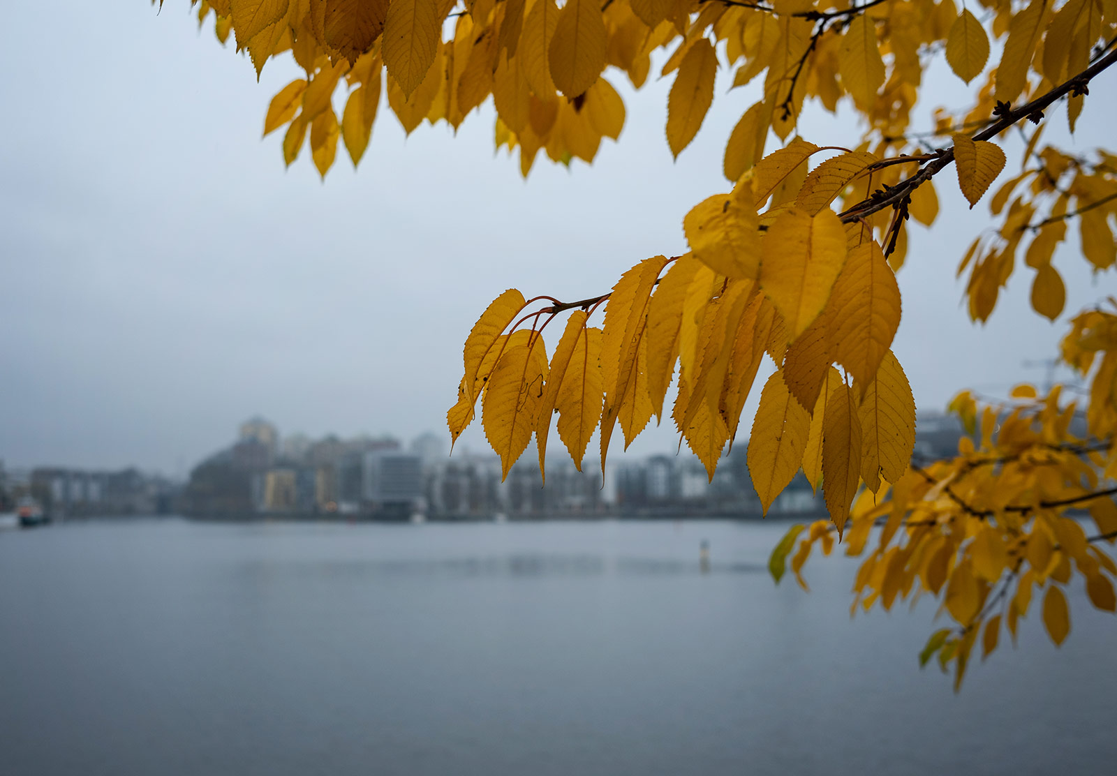 Yellow leaves against grey skies