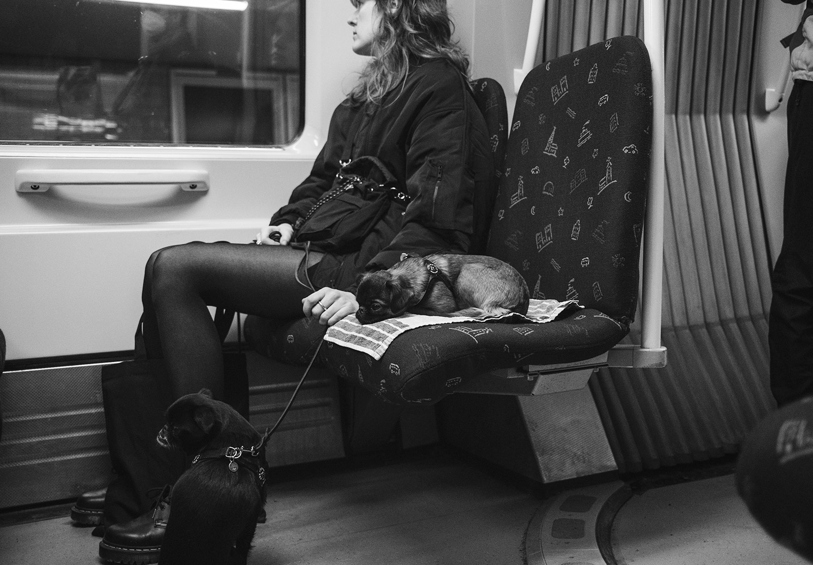 Dog sat on train seat