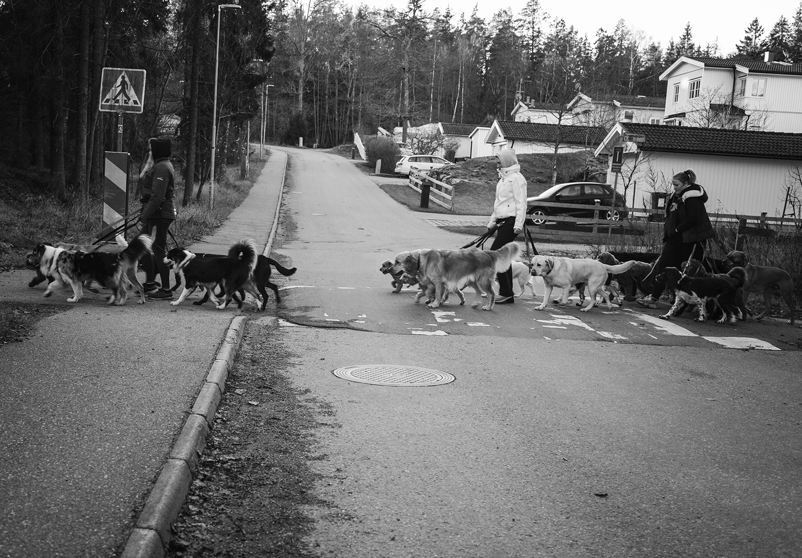 People walking lots of dogs