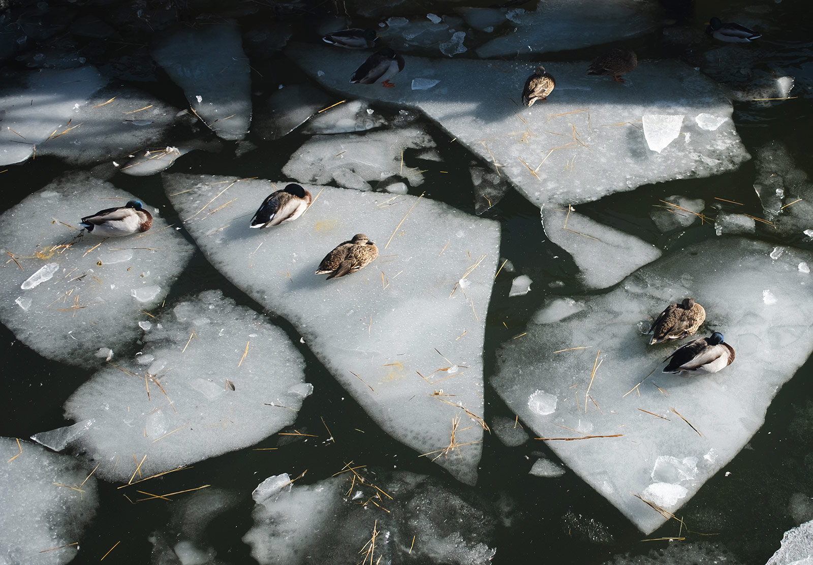 Ducks sitting on ice