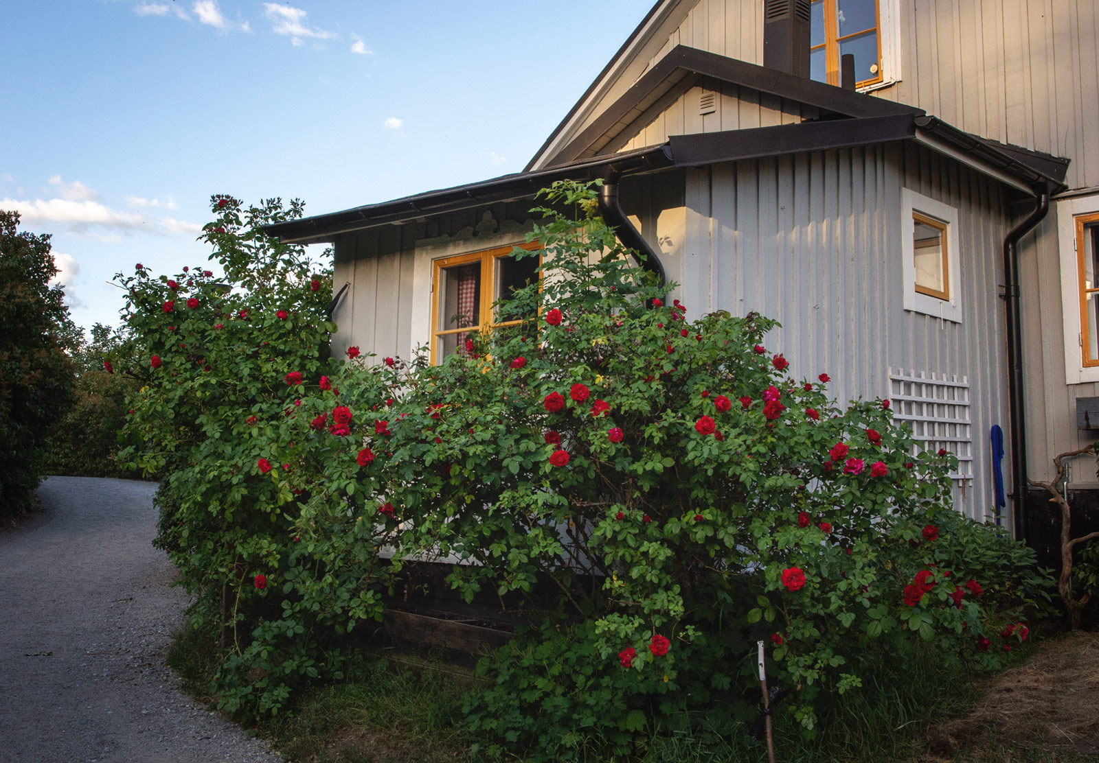 Roses on wooden house