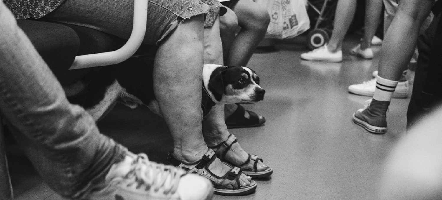 Dog peering through legs on the train
