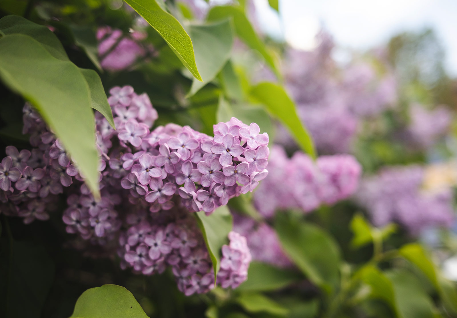 Closeup of lilac flowers