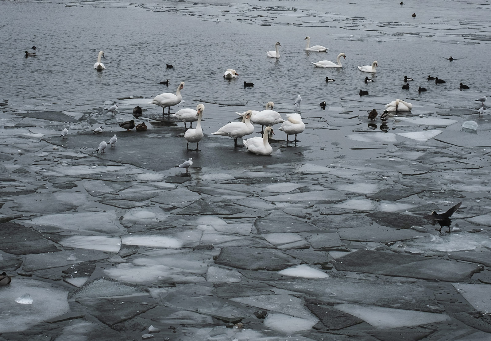 Swans sitting on ice