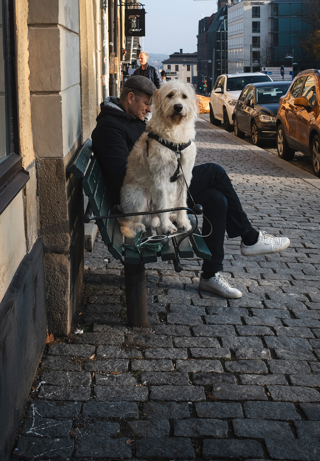Big dog sat on bench