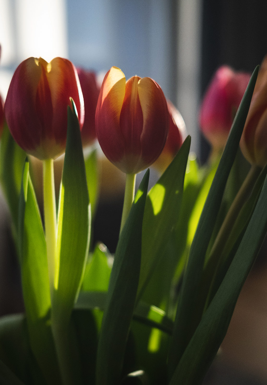 Sun shining on tulips