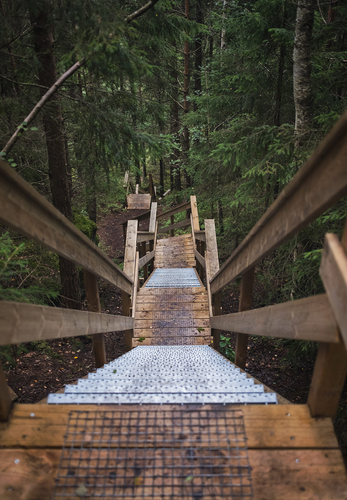 Raised wooden path in the forest
