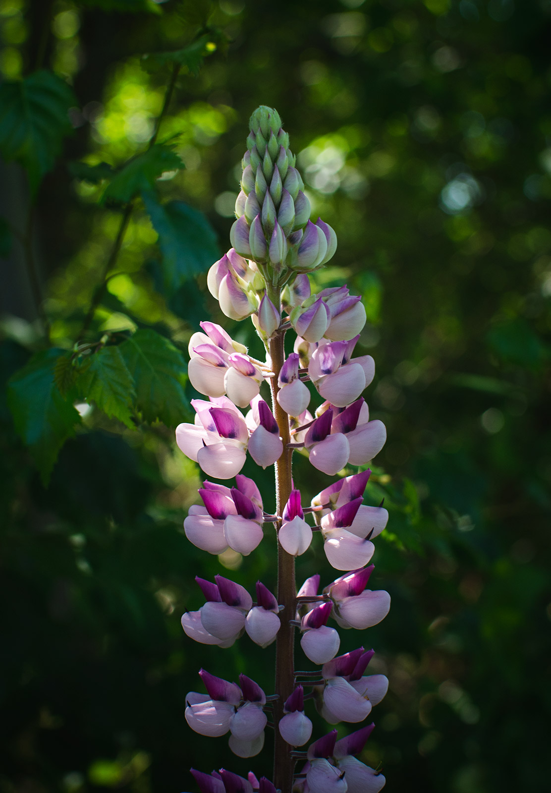 Pink lupin flowers