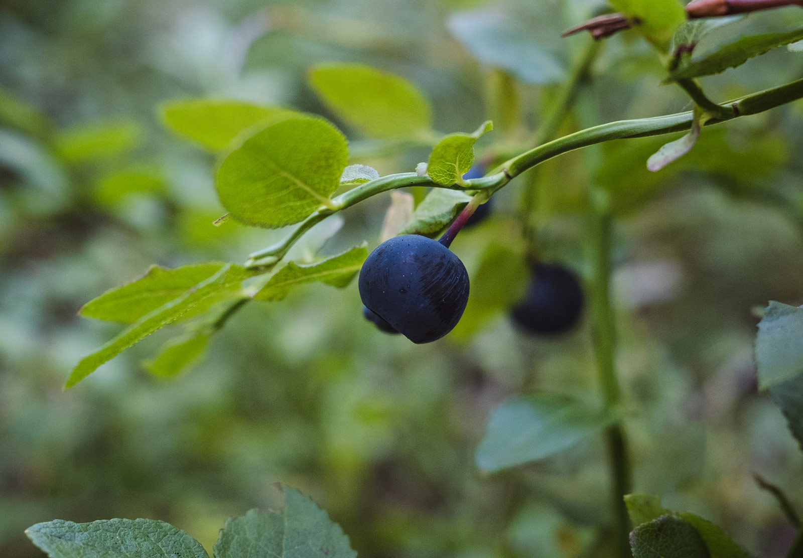Plump blueberry